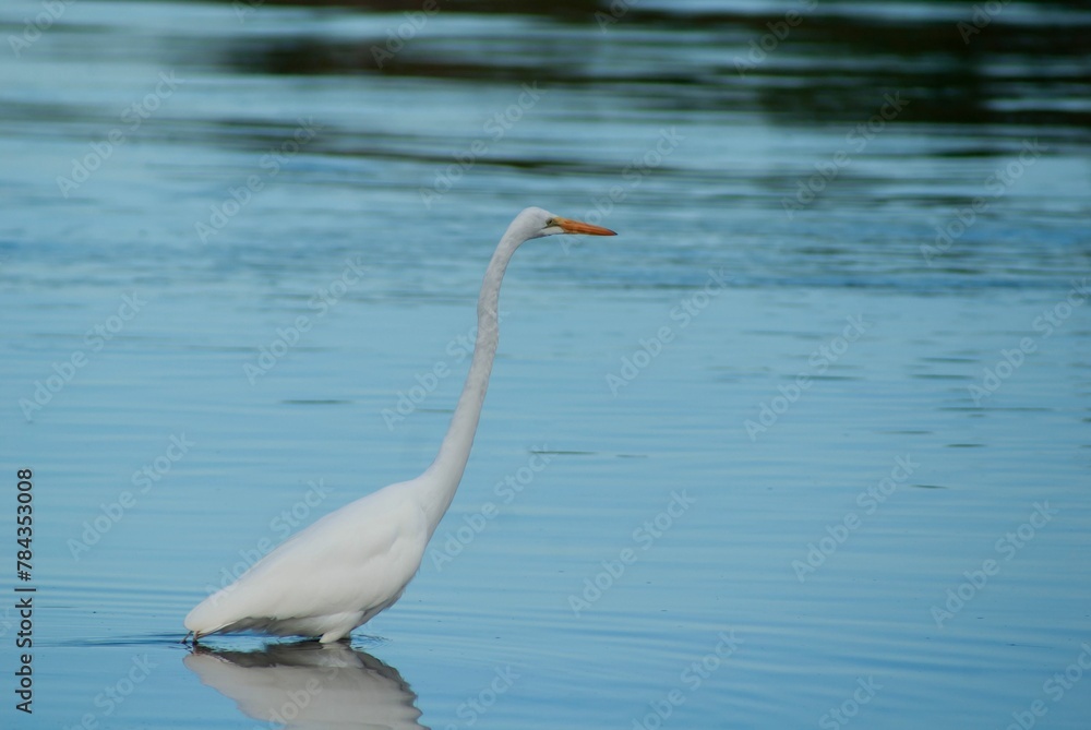 White egret walking in a pond with water blurred background White egret walking in a pond with water blurred background