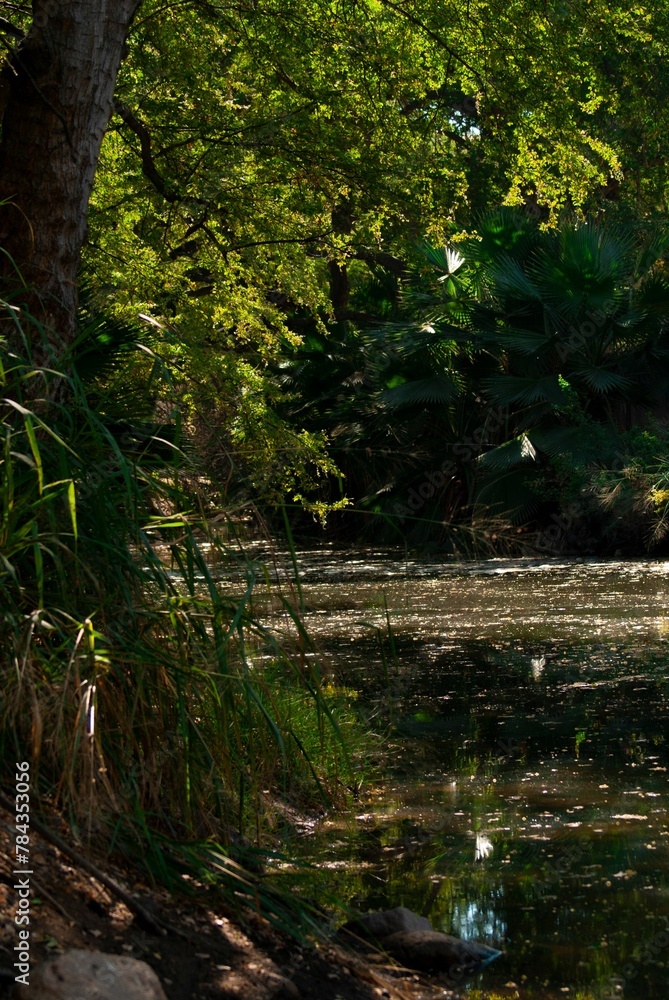 Fototapeta premium Vertical sunlit pond view with palma abanicos growing near