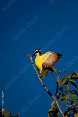 Vertical closeup of a great kiskadee perched on a tree branch with sunlit sky background photo