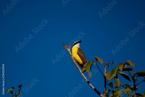 Closeup of a great kiskadee perched on a tree branch with sunlit sky background photo