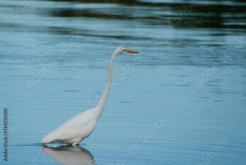 White egret walking in a pond with water blurred background