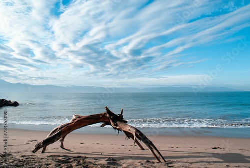 Driftwood on a sandy beach  sunny seascape background