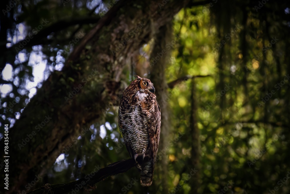 Great-horned Owl perching on tree branch