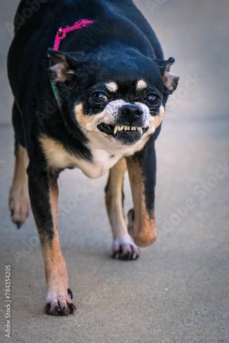 Fototapeta Naklejka Na Ścianę i Meble -  Vertical closeup shot of a black scary angry Chihuahua dog on the street