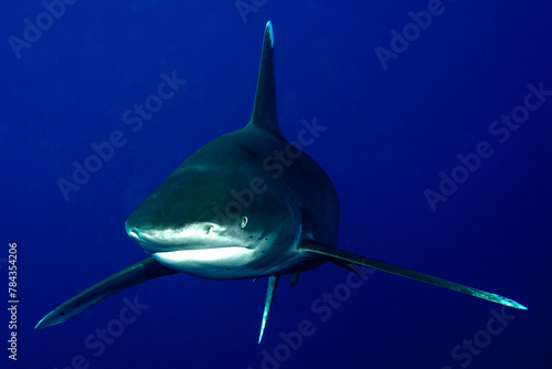 The large fins of the oceanic whitetip shark photo