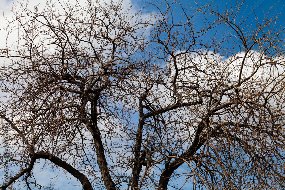 Crown of a dry acacia tree against the sky Crown of a dry acacia tree against the sky