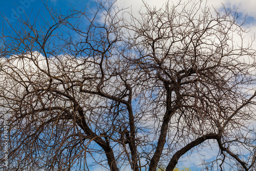 Crown of a dry acacia tree against the sky photo