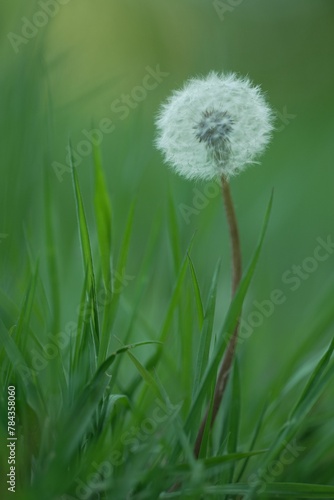 Vertical shot of a dandelion with green blurry background