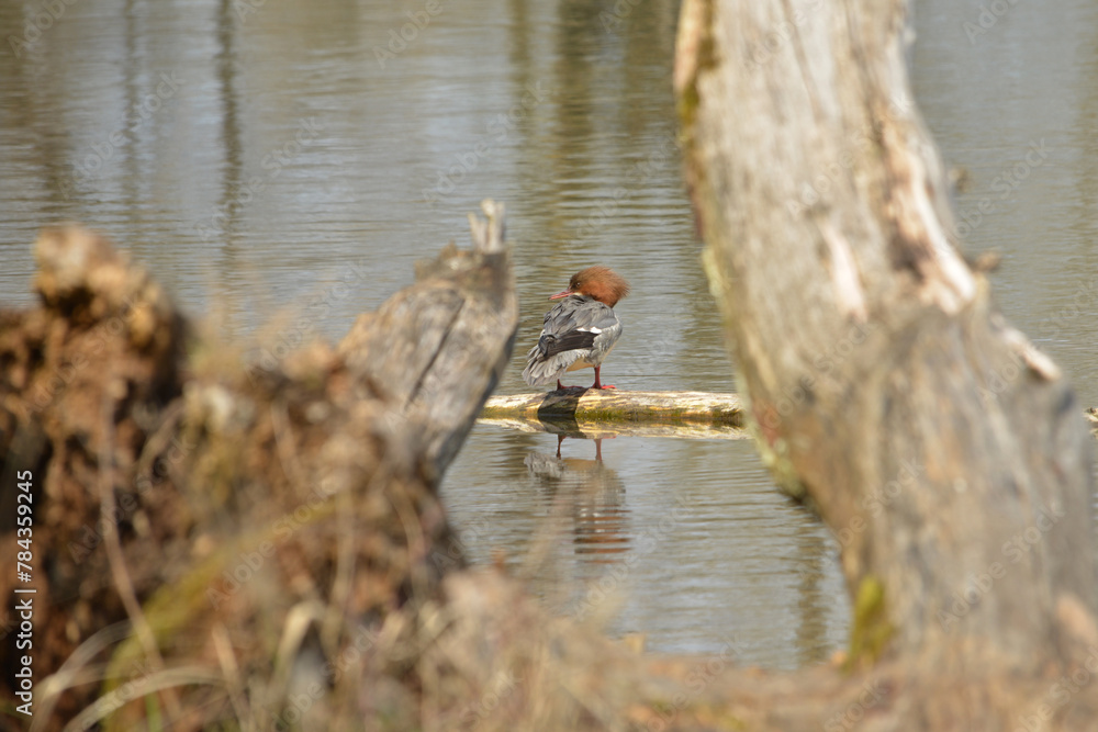 Gänsesäger, Mergus merganser Gänsesäger, Mergus merganser