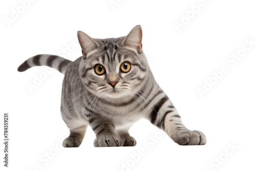 American Shorthair cat climbing. Isolated on transparent background.