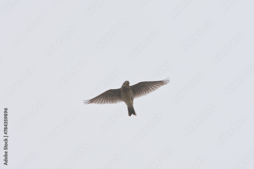 Obraz premium Low angle shot of a Eurasian skylark flying under a cloudy sky