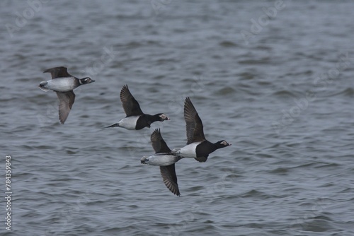 Long-tailed duck flying over the water.