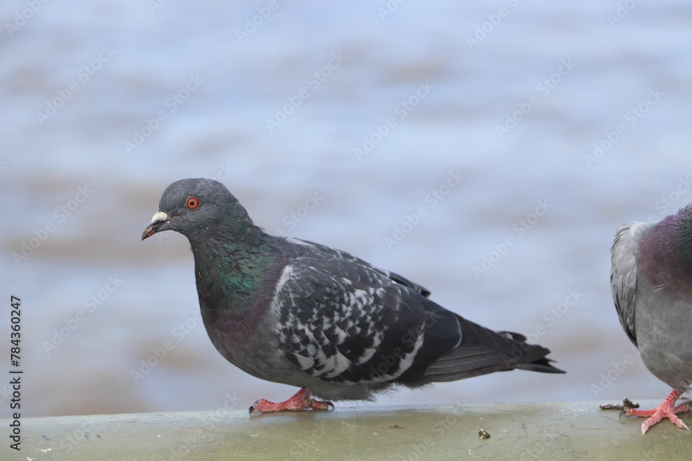 Obraz premium Closeup of a cute, chubby pigeon standing on a metal surface overlooking a river in a city