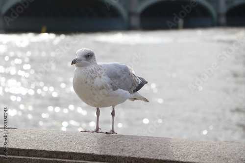 Closeup of a cute little seagull standing on a bridge above a lake