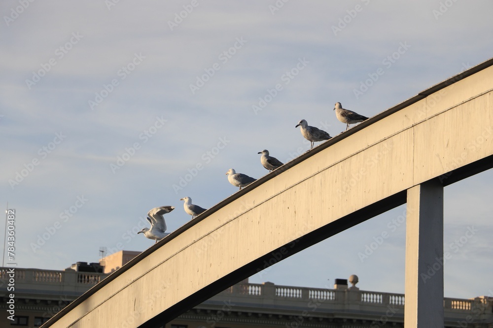 Beautiful shot of a flock of seagulls on the streets of Barcelona, Spain Beautiful shot of a flock of seagulls on the streets of Barcelona, Spain