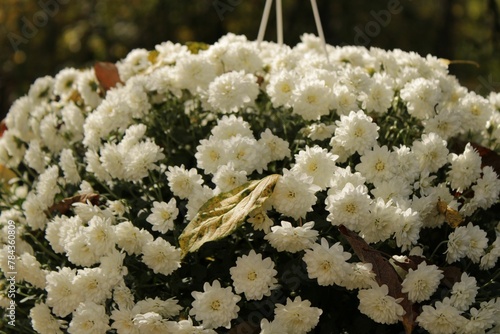 Closeup shot of a big bouquet of white chrysanth flowers under the sun