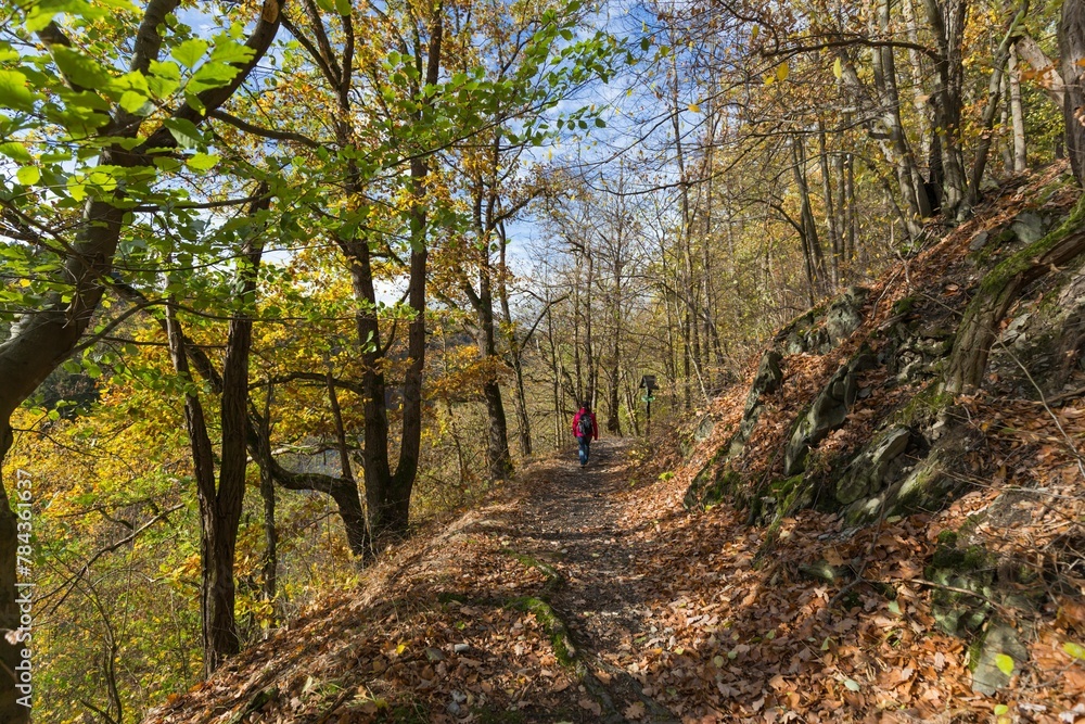 Beautiful view of a trail in a magical autumn forest during daytime Beautiful view of a trail in a magical autumn forest during daytime