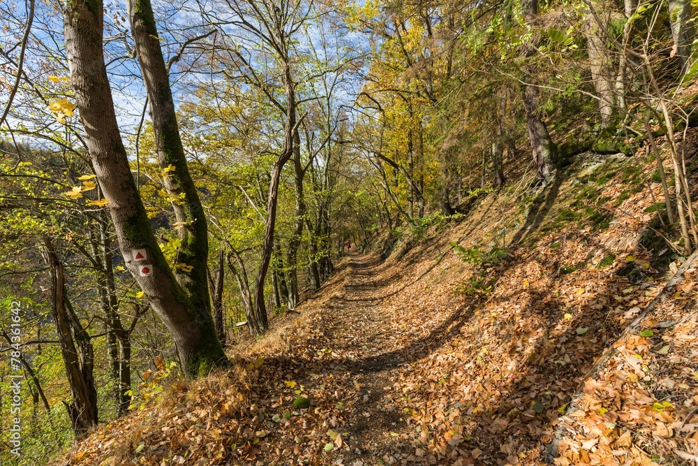 Beautiful view of a trail in a magical autumn forest during daytime Beautiful view of a trail in a magical autumn forest during daytime