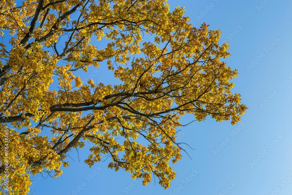 Closeup of a beautiful autumn tree with golden leaves against a blue sky