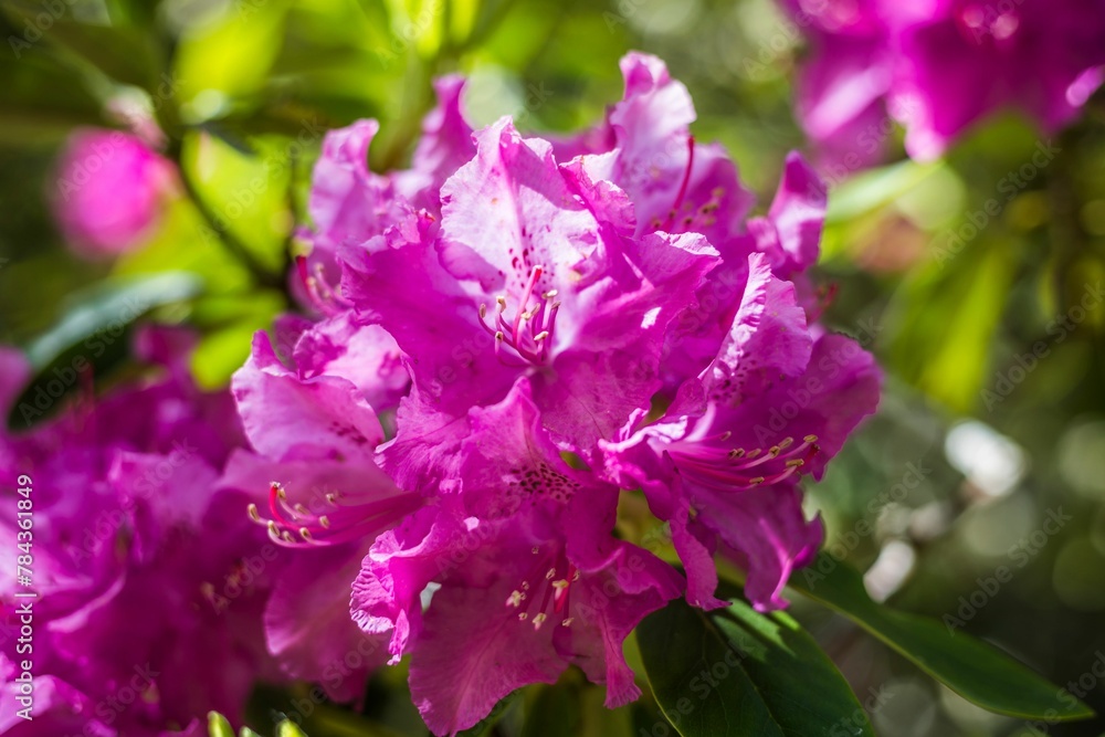 Close-up shot of pink Rhododendron flowers in a garden on a sunny day