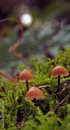 Beautiful vertical view of Galerina hypnorum mushrooms on a moss-covered ground