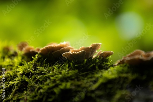 Closeup shot of wild brown fungus found growing on the ground of a forest photo