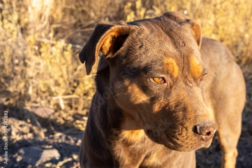 American Pit Bull Terrier standing in the field with a blur background on a sunny day