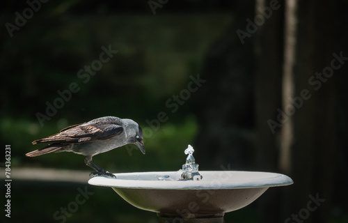 Birds are looking for water on a hot day. 