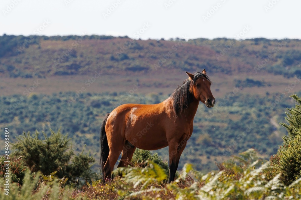 New Forest Pony with a background of heather New Forest Pony with a background of heather