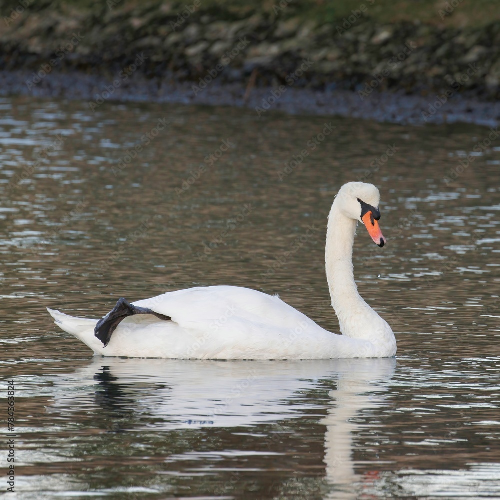 Single swan swimming on the river