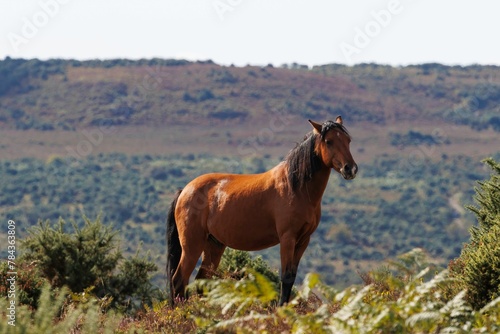 New Forest Pony with a background of heather © Wirestock