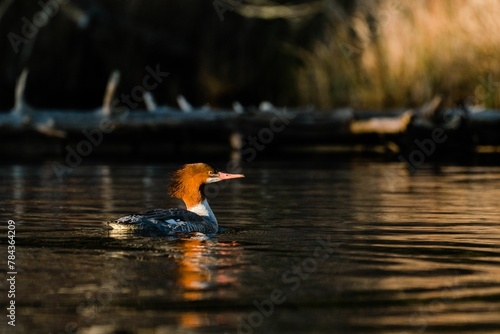 Close-up shot of a common merganser swimming on a lake in sunlight