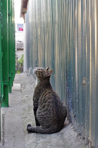 Fototapeta Naklejka Na Ścianę i Meble -  Vertical back view of an adorable Tabby cat in an alley