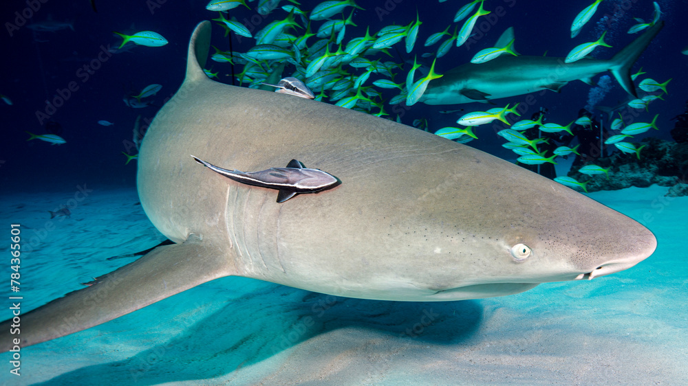 Naklejka premium The approach of the lemon shark at night