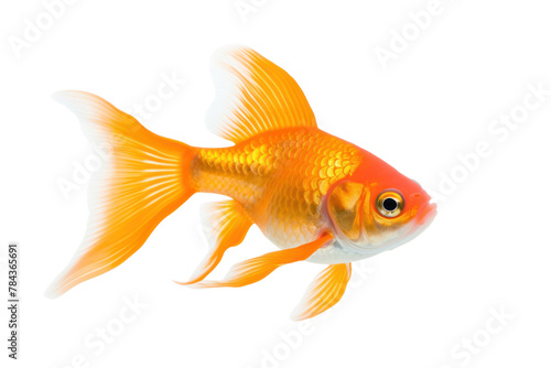 A single colorful goldfish swimming.Isolated on transparent background.
