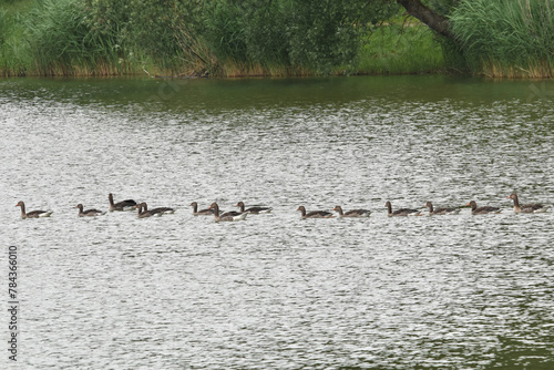 Wallpaper Mural Graugans , Anser anser Torontodigital.ca