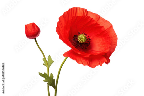 A single bright red poppy flower in full bloom conveys romance and attractiveness. 