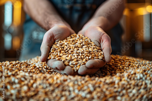 man brewer holds a handful of wheat malt in hands at beer factory close-up photo