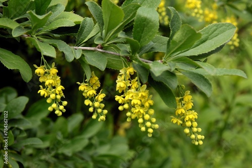 berberis coreanum bush blossoming photo