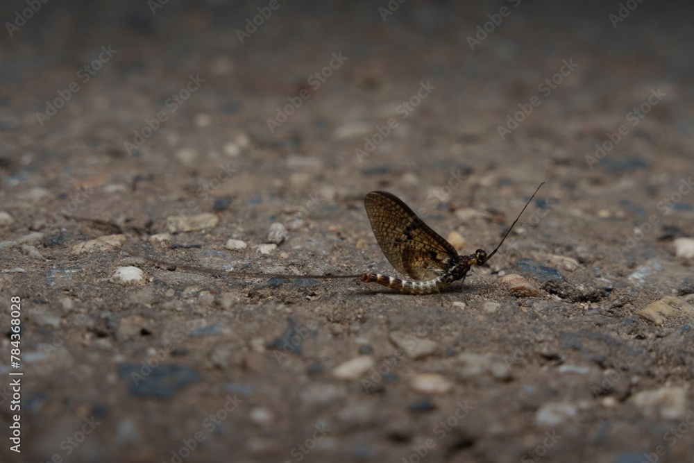 Closeup of a Mayfly on the ground with blurred background - obrazy, fototapety, plakaty 
