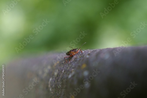 Cockroach on a gray cylindrical surface against green blurred background