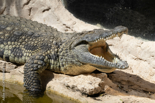 The crocodile opened its mouth in anticipation of prey