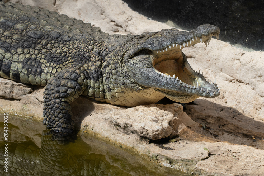 The crocodile opened its mouth in anticipation of prey The crocodile opened its mouth in anticipation of prey