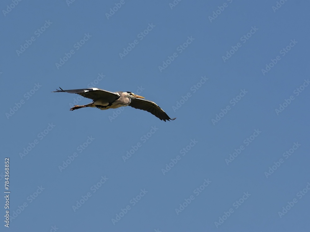 Obraz premium Great heron flying over a sunlit clear sky with open wings
