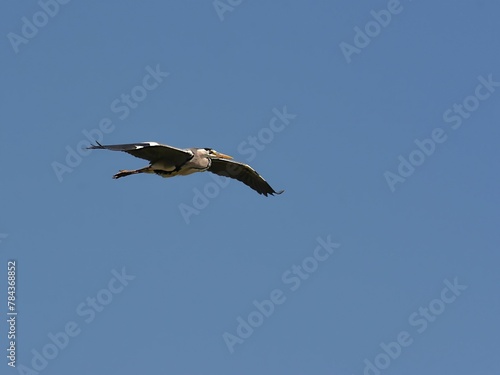 Great heron flying over a sunlit clear sky with open wings