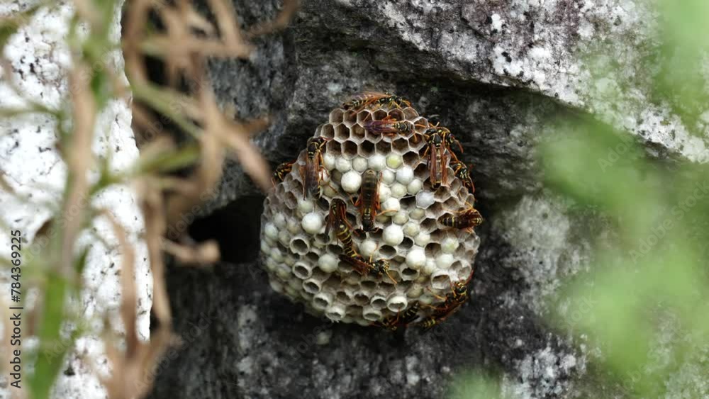 Closeup shot of a wasps hive under a rock Closeup shot of a wasps hive under a rock
