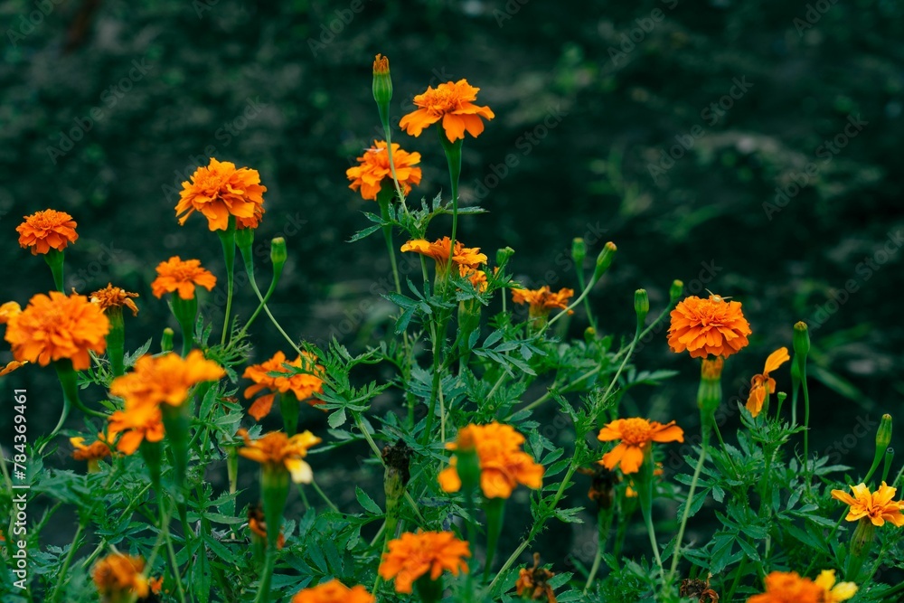 Closeup shot of orange marigold blooming in garden Closeup shot of orange marigold blooming in garden