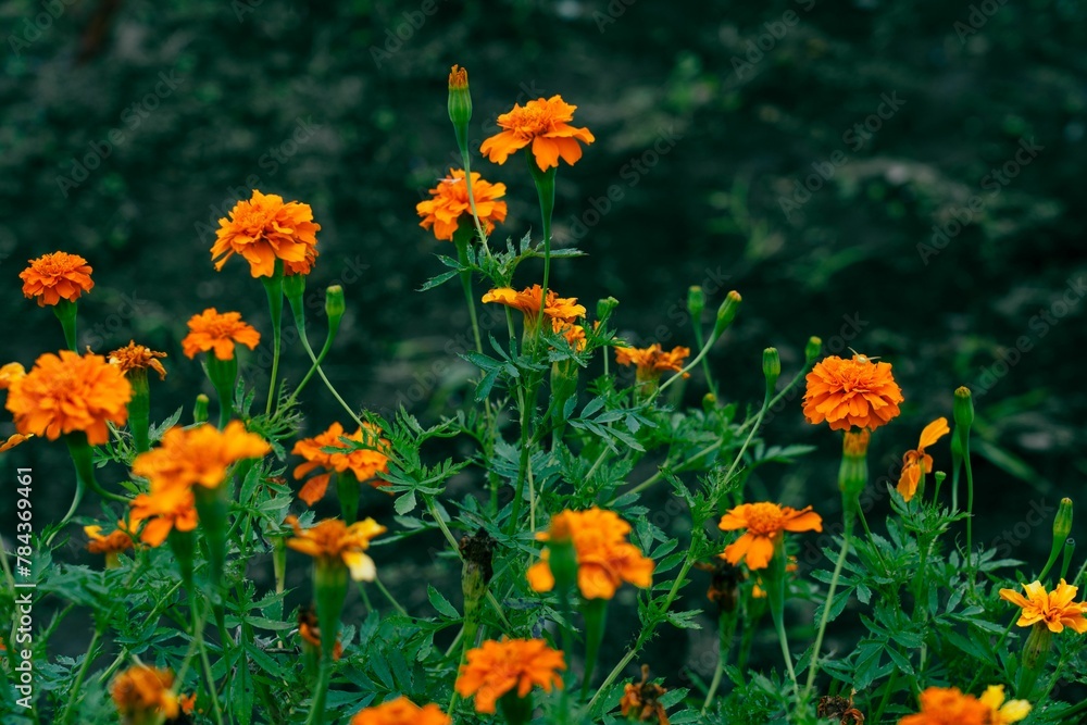 Closeup shot of orange marigold blooming in garden