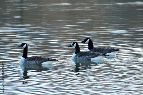 Kanadagans,  Branta canadensis photo