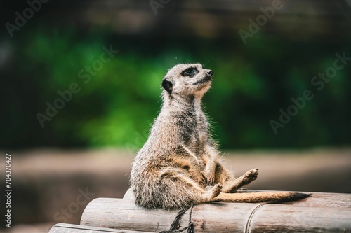 Closeup shot of a cute meerkat on a blurred background photo